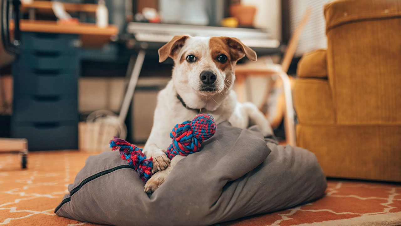 Владельцы шумных домашних животных могут получить штраф